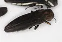Bayberry Agrilus - photo 4