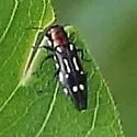 Agrilus scitulus - photo 2