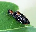 Agrilus scitulus - photo 3
