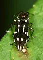 Agrilus scitulus - photo 4