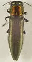 Agrilus smaragdifrons
