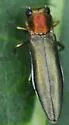 Agrilus smaragdifrons - photo 3