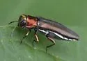 Agrilus smaragdifrons - photo 4