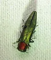 Agrilus smaragdifrons - photo 5