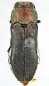 Agrilus snowi