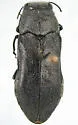 Agrilus snowi - photo 2