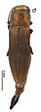 Agrilus sp. 9895 - Agrilus sp-roscidus-group