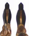 Agrilus sp. 9895 - photo 2
