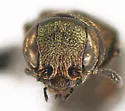 Agrilus sp. 9895 - photo 4