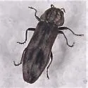 Agrilus subcinctus - photo 2