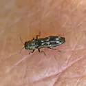 Agrilus subcinctus - photo 3
