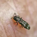 Agrilus subcinctus - photo 4