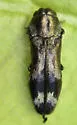 Agrilus subcinctus - photo 5