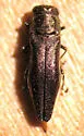Agrilus subrobustus - Agrilus subrobustus