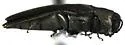 Agrilus subrobustus - photo 3