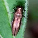 Agrilus subrobustus - photo 4