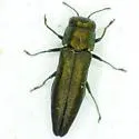 Agrilus subrobustus - photo 5