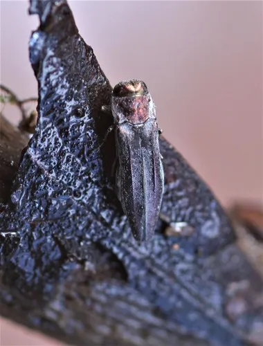 Agrilus townsendi - Agrilus townsendi