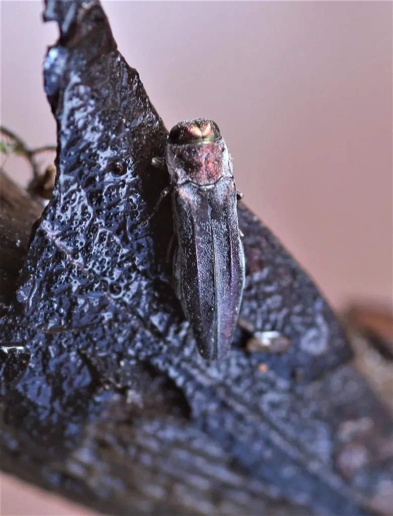 Agrilus townsendi - photo 2