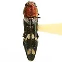 Agrilus toxotes - photo 2