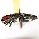 Agrilus toxotes - photo 3