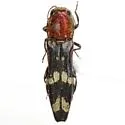 Agrilus toxotes - photo 4