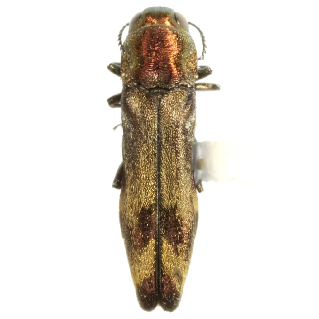 Agrilus turnbowi - photo 2