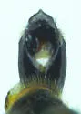 Agrilus ventralis - photo 3