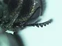 Agrilus ventralis - photo 5