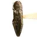 Agrilus viridescens