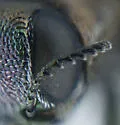 Agrilus viridescens - photo 4