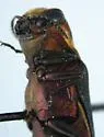 Hawthorn Root Borer - photo 2