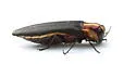 Hawthorn Root Borer - photo 4
