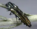 Agrilus walsinghami