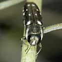 Agrilus walsinghami - photo 2