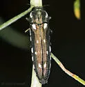 Agrilus walsinghami - photo 3