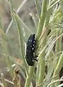 Agrilus walsinghami - photo 4