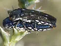 Agrilus walsinghami - photo 5