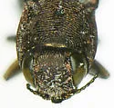 Agrilus waltersi - photo 4