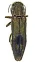 Agrilus waltersi - photo 5
