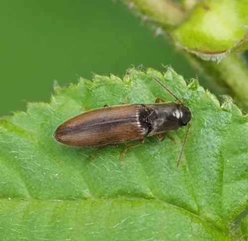 Agriotes acuminatus