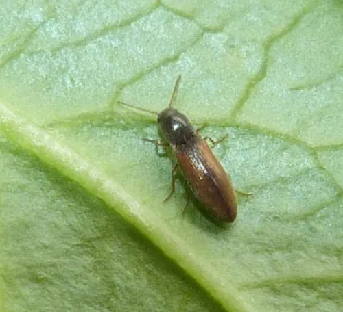 Agriotes acuminatus - photo 2