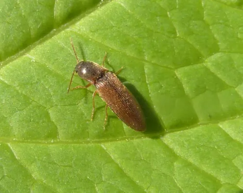 Agriotes acuminatus - photo 3