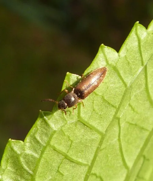 Agriotes acuminatus - photo 4