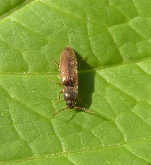 Agriotes acuminatus - photo 5