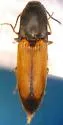 Agriotes apicalis