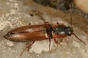 Agriotes collaris