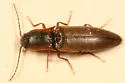 Agriotes collaris - photo 2