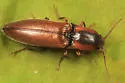 Agriotes collaris - photo 3