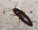 Agriotes collaris - photo 4